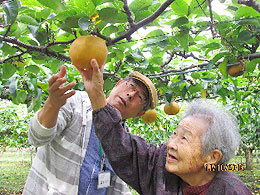 ���V�l�����{��