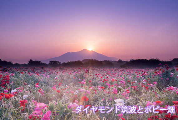 �_�C�������h�}�g�ƃ|�s�[��