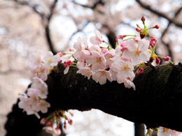 �C���[�W�摜