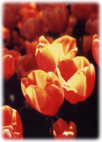 ��΃P�A�T�[�r�X�C���[�W�摜