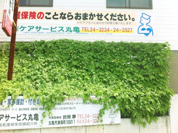 ゴーヤ