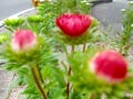�C�x���g�̗l�q